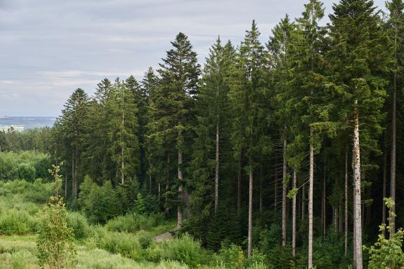 Blick vom Logistik- und Verwaltungsgebäude der SHW Logistik und Vertrieb GmbH auf die bewaldete Landschaft des Schwarzwalds in Freudenstadt. Der naturnahe Unternehmensstandort verbindet moderne Arbeitswelten mit einer hohen Aufenthaltsqualität. Bauherr: SHW Logistik und Vertrieb GmbH. Geplant und umgesetzt von arc+ GmbH Freudenstadt.